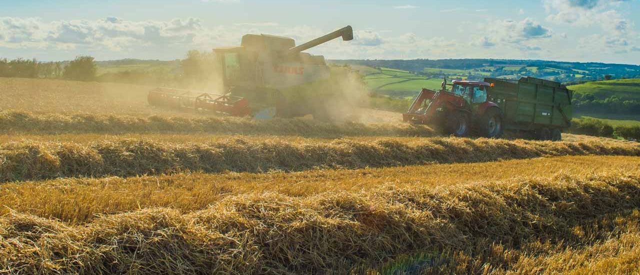 A combine harvester and tractor work in a sunny, golden wheat field with rolling hills in the background.