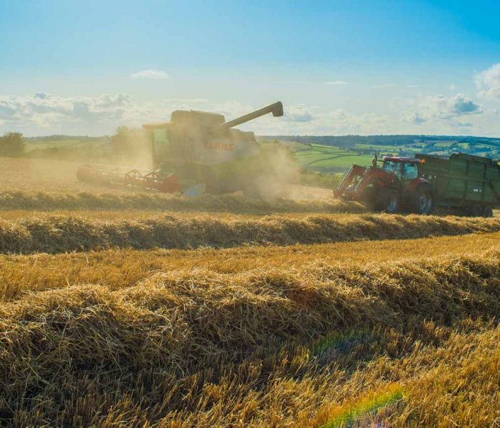 A combine harvester and tractor work in a sunny, golden wheat field with rolling hills in the background.